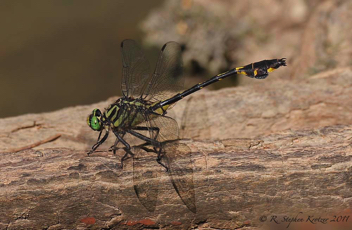 Gomphurus dilatatus, male